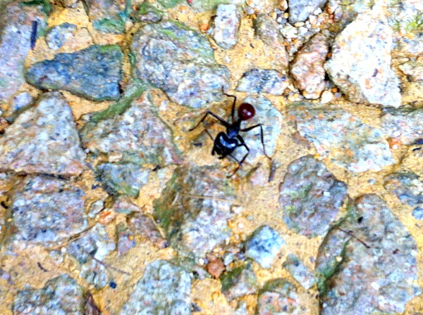 giant ant Singapore