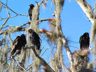 Vultures on the Hillsborough River