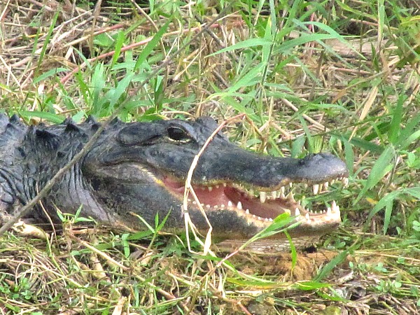 Best alligator viewing Florida
