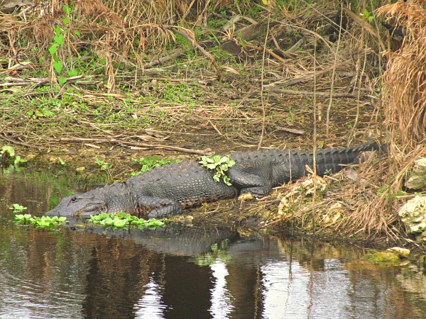 Florida alligators