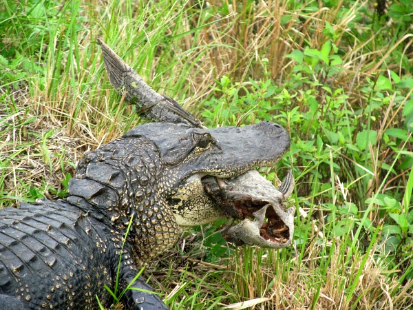Best viewing alligator