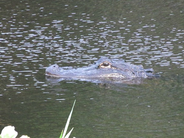 Best alligator viewing