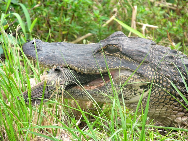 Alligator eats dead fish