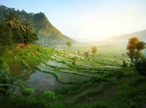 Bali rice terraces - credit