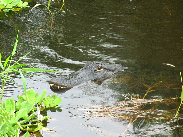 Small alligator Florida