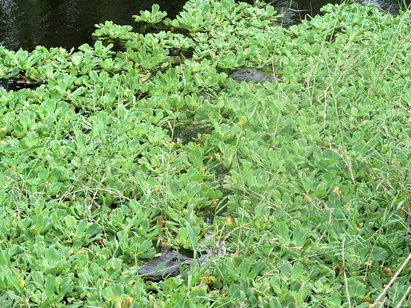 Small alligators Florida