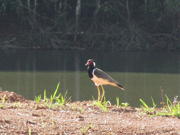 Red-wattled lapwing Khao Yai National Park