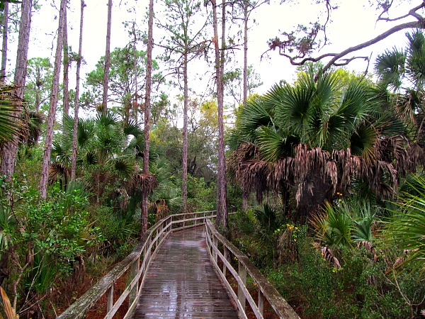 Corkscrew Swamp Florida