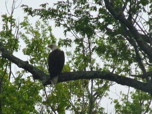 Black River Wisconsin bald eagle