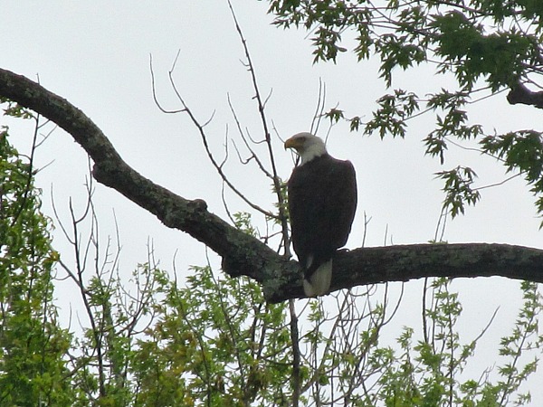 Black River Wisconsin bald eagle