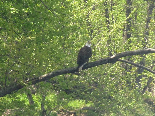 Black River Wisconsin bald eagle 