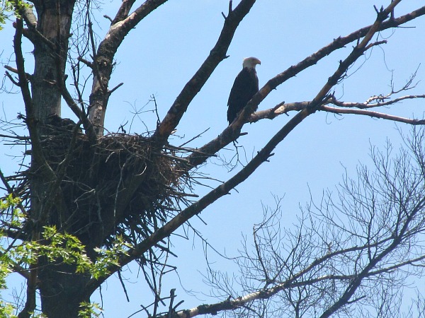 Black River Wisconsin bald eagle 