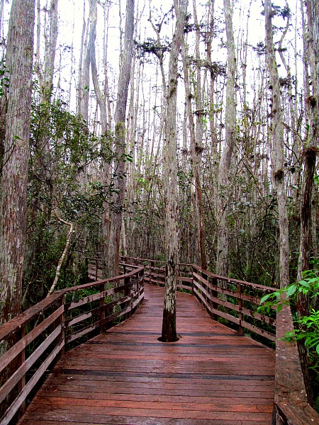 Corkscrew Swamp Sanctuary boardwalk 