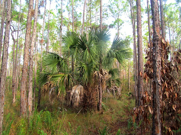Cabbage Palm Collier-Seminole