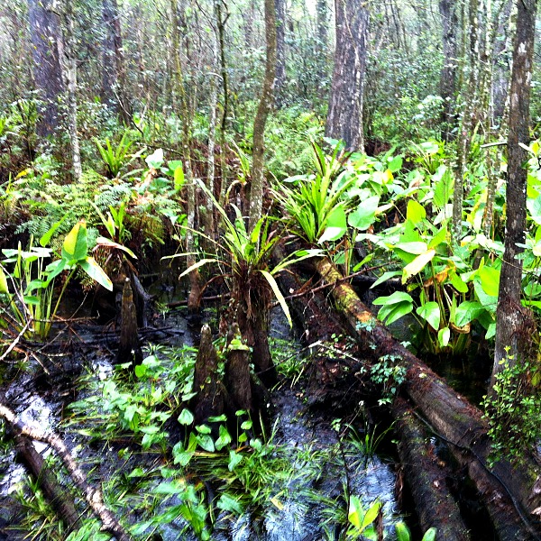 Corkscrew Swamp Florida