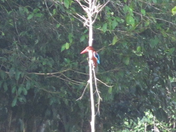 Khao Yai National Park wildlife - White-throated kingfisher