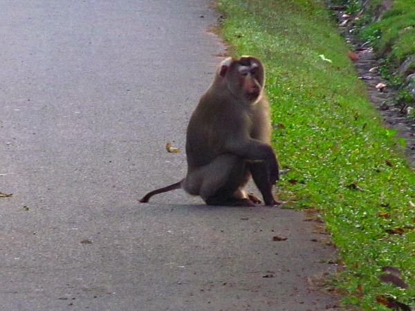 Macaque monkey Khao Yai