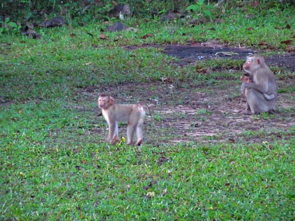 Khao Yai National Park wildlife