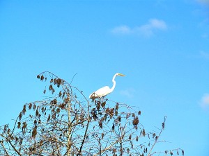 Exploring Fakahatchee Strand - The great egret is the official greeter