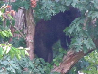 Great Smoky Mountains bear encounter
