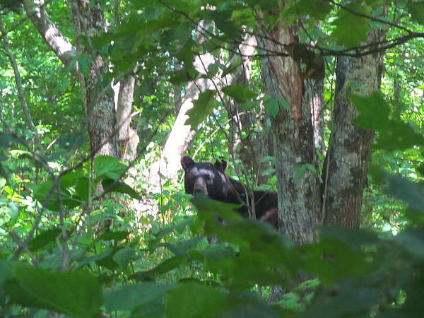Smoky Mountain bear encounters -