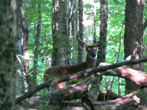 White-tailed deer Great Smoky Mountains