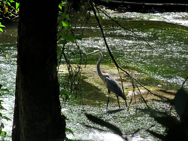 Great blue heron Abrams Creek
