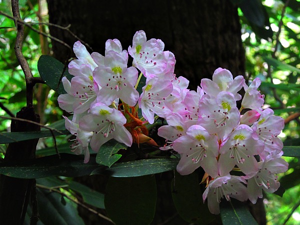 Great Smoky Mountain rhododendron bloom
