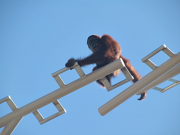 Rocky Orangutan Indianapolis zoo