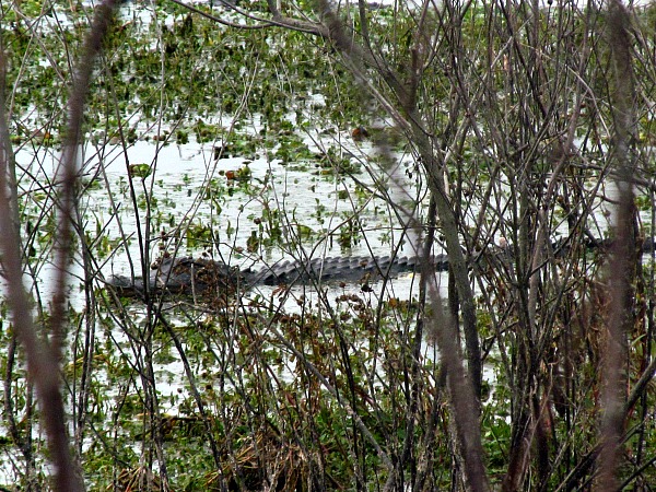 Alligator Lake Recreation Area