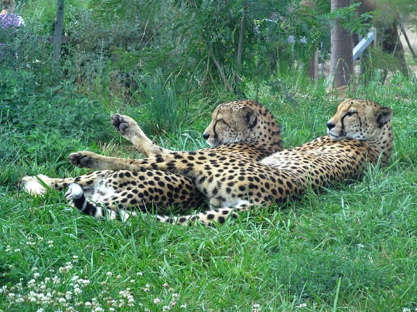 Cheetahs Indianapolis zoo