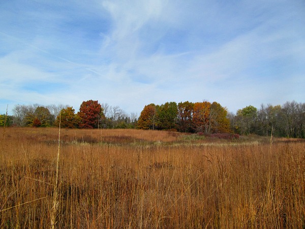 Cook County Illinois fall foliage
