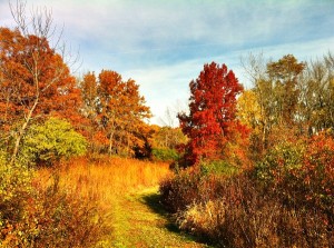 Cook County Illinois fall foliage