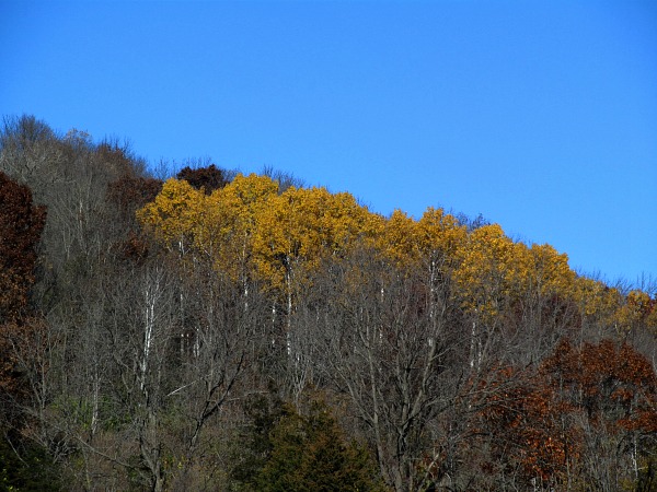 Driftless Region fall foliage