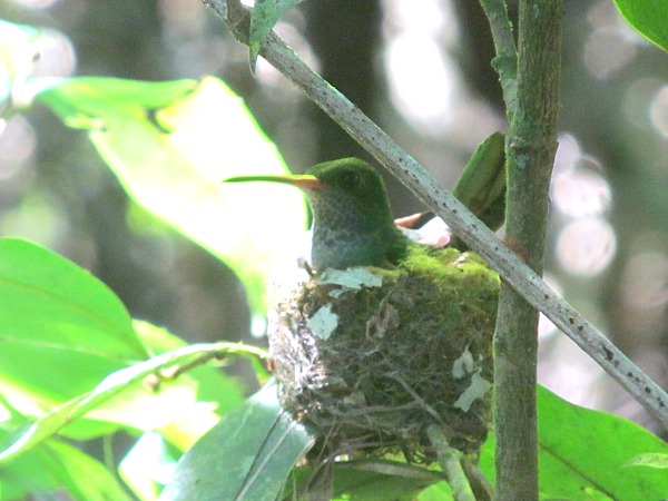 Charming hummingbird Costa Rica