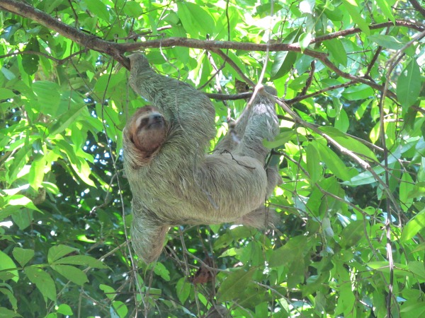 Manuel Antonio wildlife three-toed sloth