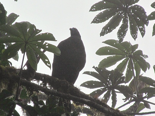 Costa Rica black guan