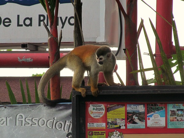 Manuel Antonio squirrel monkey