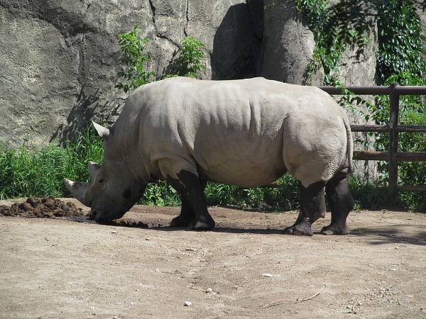 Indianapolis zoo rhino
