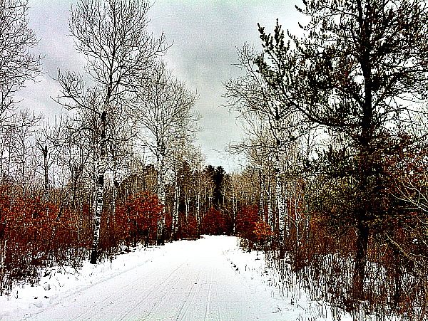 Birch trees northern Wisconsin