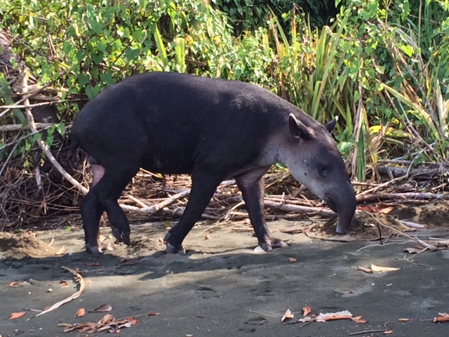 Baird's tapir Corcovado