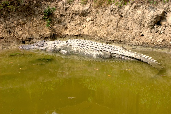Sundarbans India crocodile