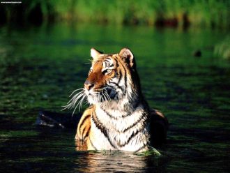 Bengal tiger Sunderbans