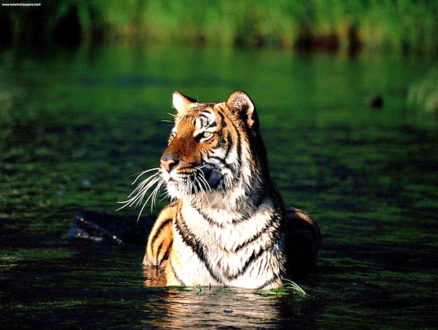 Bengal tiger Sundarbans