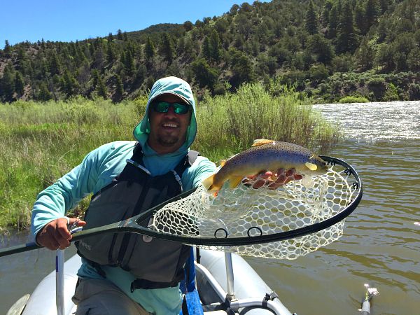 Colorado River brown trout