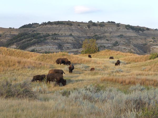 bison Theodore Roosevelt