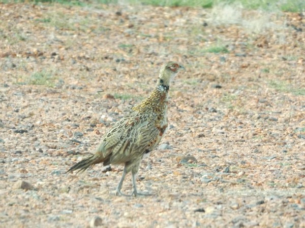North Dakota pheasant