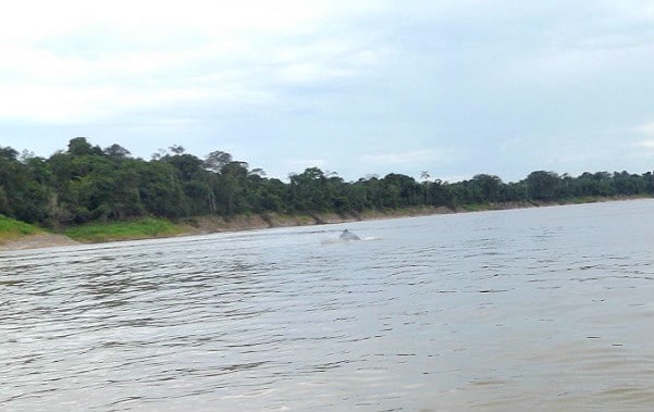 Yavari River dolphins