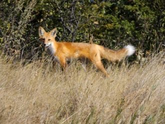 Fort Abraham Lincoln State Park red fox
