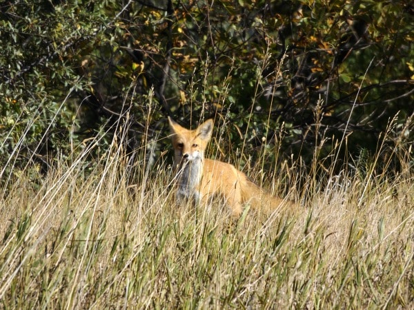 North Dakota red fox